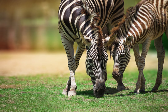 Mother zebras and baby zebras eating grass early in the morning.