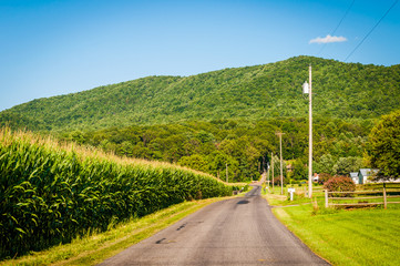 Fototapeta na wymiar Corn field along a country road in the rural Shenandoah Valley o