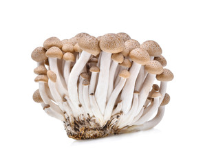 shimeji mushrooms brown varieties isolated on white background