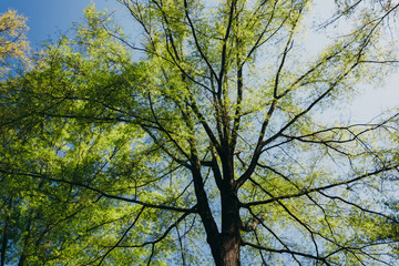Spring greens on a tree at Monticello, Virginia.
