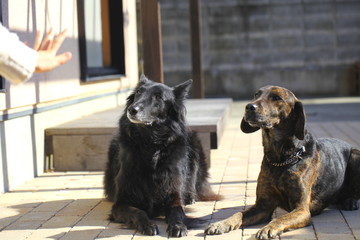 伏せて指示を待つ２匹の犬