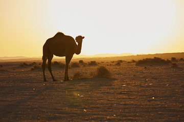 Camels in desert
