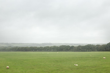 sheep in a field
