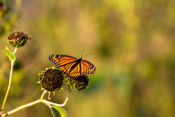 Viceroy Butterfly in Kansas in autumn