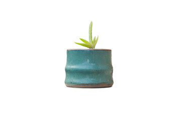 Small Tree in a pot isolated