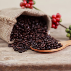 coffee beans and red ripe coffee