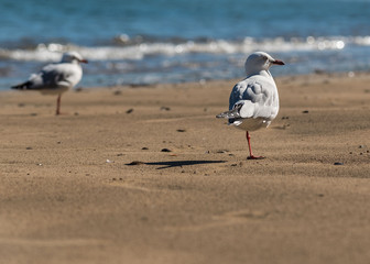 seagulls on a beach