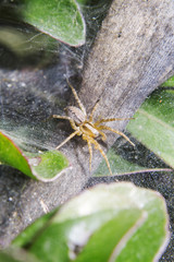 Little spider is in the his cobweb. The texture of the web is on the green bush with a spider-like animal inside. 
