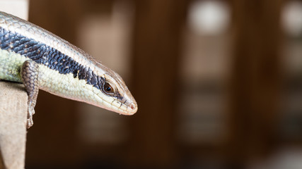 Skink in a Pile of Wood