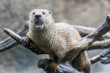 Otter on a Branch Looking Forward