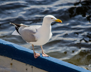seagull on a boat