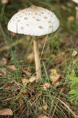 Amanita phalloides, known as the death cap
