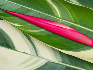 Obraz premium Bird of Paradise Flower