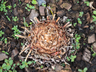 The Trunk of Sago Palm
