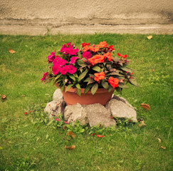 Colorful flowers in ceramic decorative vintage pot on green lawn at garden