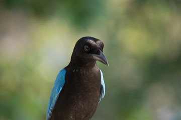 Yucatan Jay