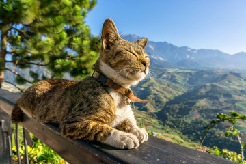 Fototapeta premium Cat sitting and closes eyes, sunbathing with view of mount Kinabalu