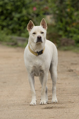 Image of a dog stand on nature background.