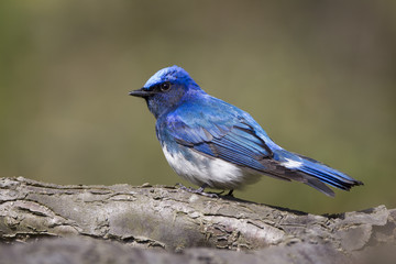 Blue and White Flycatcher/ This is very beutiful wild bird photo which was took in Japan Yamagata-pref.This bird name is Blue and White Flycatcher.