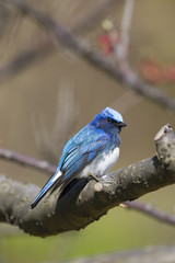 Blue and White Flycatcher/ This is very beutiful wild bird photo which was took in Japan Yamagata-pref.This bird name is Blue and White Flycatcher.