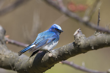 Blue and White Flycatcher/ This is very beutiful wild bird photo which was took in Japan Yamagata-pref.This bird name is Blue and White Flycatcher.