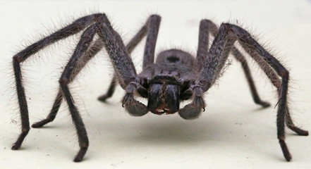 Spider
