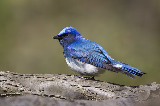 Blue and White Flycatcher/ This is very beutiful wild bird photo which was took in Japan Yamagata-pref.This bird name is Blue and White Flycatcher.