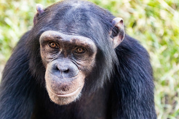Young Chimpanzee Closeup