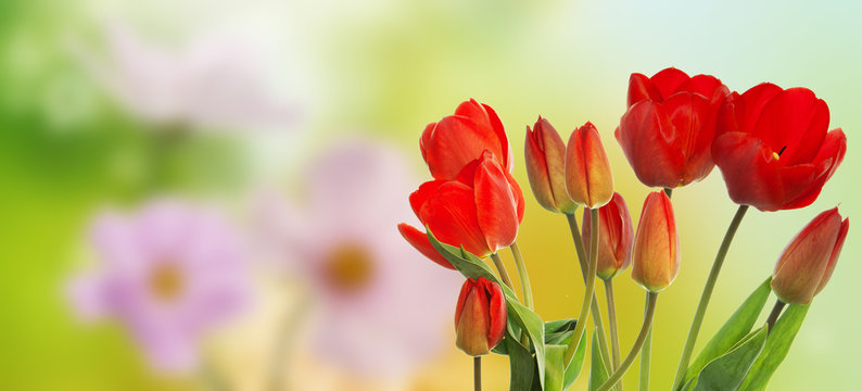 Beautiful tulip  flowers on abstract  spring nature background