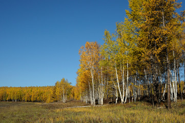 bright landscape. autumn at forest .photo toned