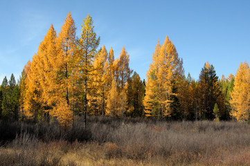 bright landscape. autumn at forest .photo toned