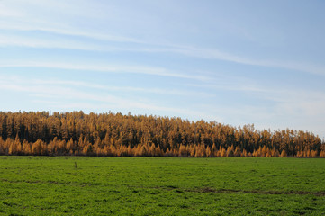 bright green grass at autumn field. photo toned