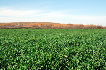 Fototapeta premium bright green grass at autumn field. photo toned