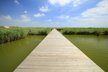 Wetland landscape