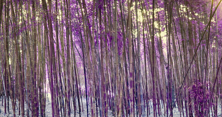 Purple Reeds
