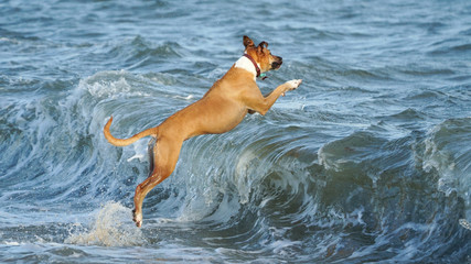 Jumping Dog
