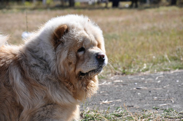 Fototapeta premium Dog breed Chow-Chow