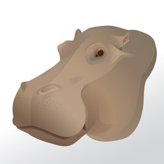 Vector illustration of hippopotamus head portrait isolated on white background.