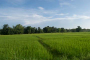 Blur : Paddy jasmine rice farm in Thailand