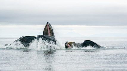 Humpback Whales in Alaskan Waters