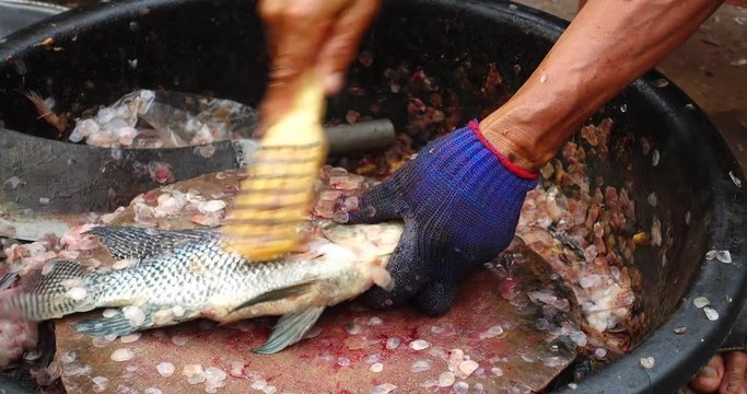 cutting the tilapia fish for sell in local market, Thailand 

