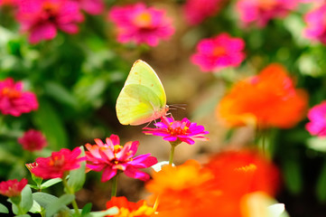 Butterfly sucking nectar from Pink flower