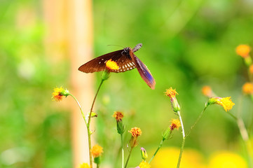 Naklejka premium Butterfly Flying to suck nectar from yellow flower
