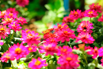 Butterfly sucking nectar from Pink flowers