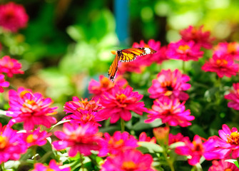 Butterfly sucking nectar from Pink flowers