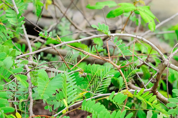The Walking Sticks attach on Branch