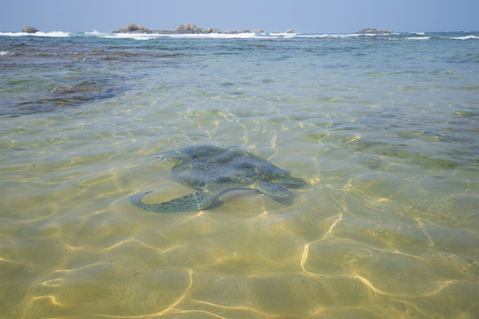 A large sea turtle swam to a sandbar on a coral reef. Sri Lanka