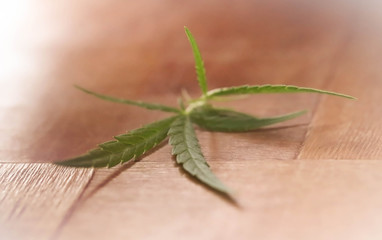 Cannabis leaves
