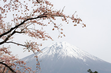Fuji Hanami
