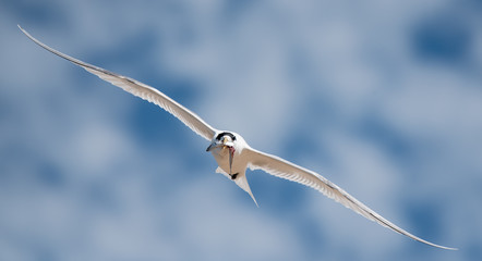 Sea bird flying with a fish